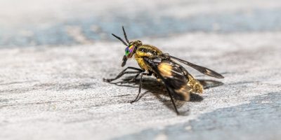 Comment_détecter_un_nid_de_mouches_?