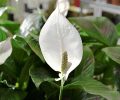Row of potted Spathiphyllum plant for sale in the garden shop.