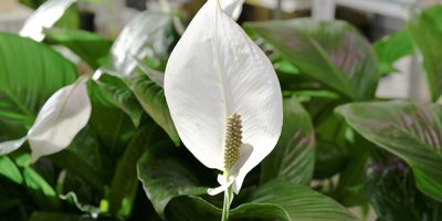 Row of potted Spathiphyllum plant for sale in the garden shop.