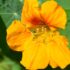 Les_fleurs_comestibles_:_un_atout_pour_votre_jardin_et_votre_cuisine