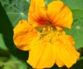 Les_fleurs_comestibles_:_un_atout_pour_votre_jardin_et_votre_cuisine