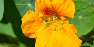 Les_fleurs_comestibles_:_un_atout_pour_votre_jardin_et_votre_cuisine
